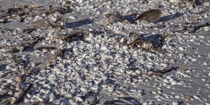 shells on the beach